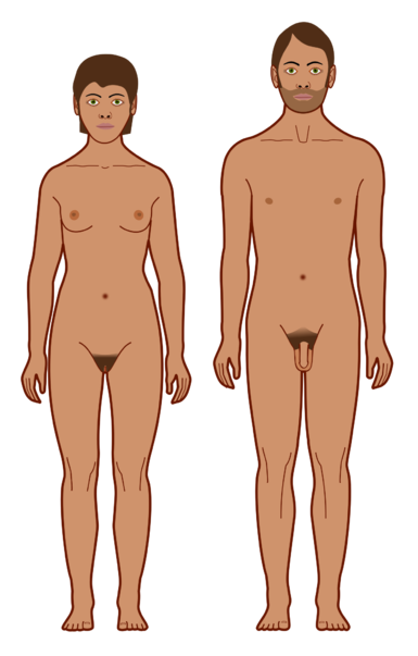 Picture dictionary/hval:body